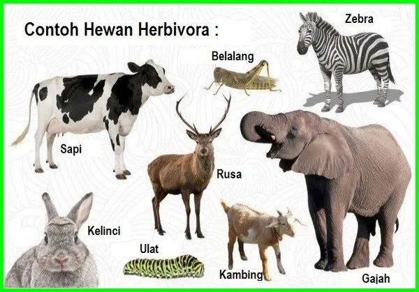 Pengertian, Ciri-ciri, Contoh Hewan Herbivora, Karnivora, dan Omnivora