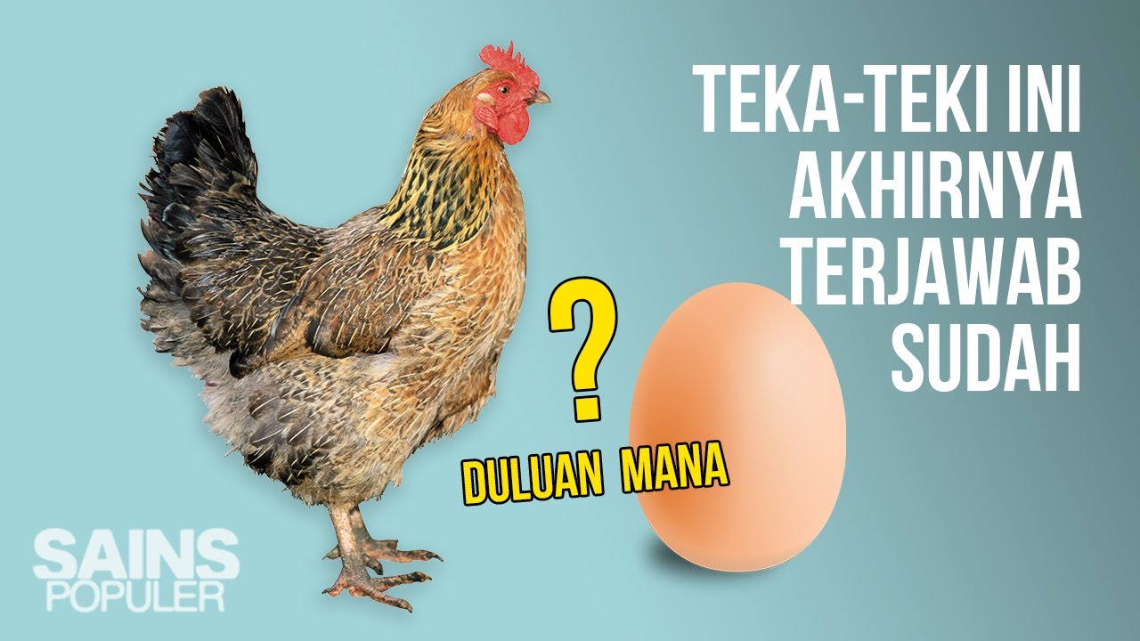 Menurut Kalian, Ayam VS Telur Duluan yang Mana? Mari kita Bahas Bersama-sama Ya!!!