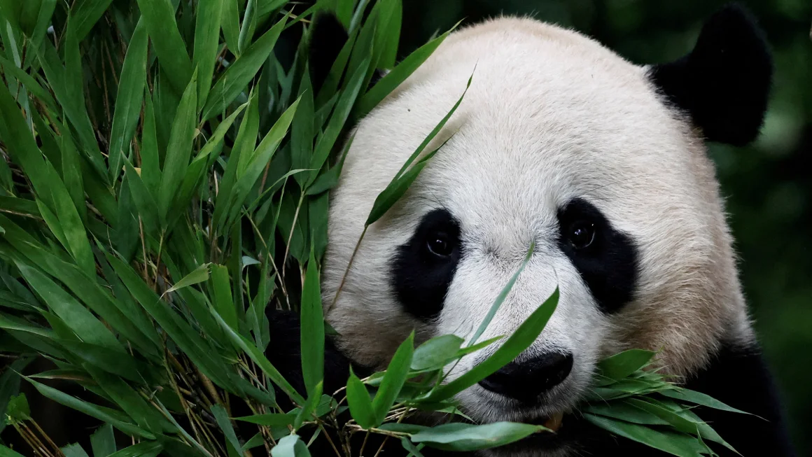 Panda express: Pasangan pertama yang memasuki Amerika Serikat dalam 21 tahun tiba di California