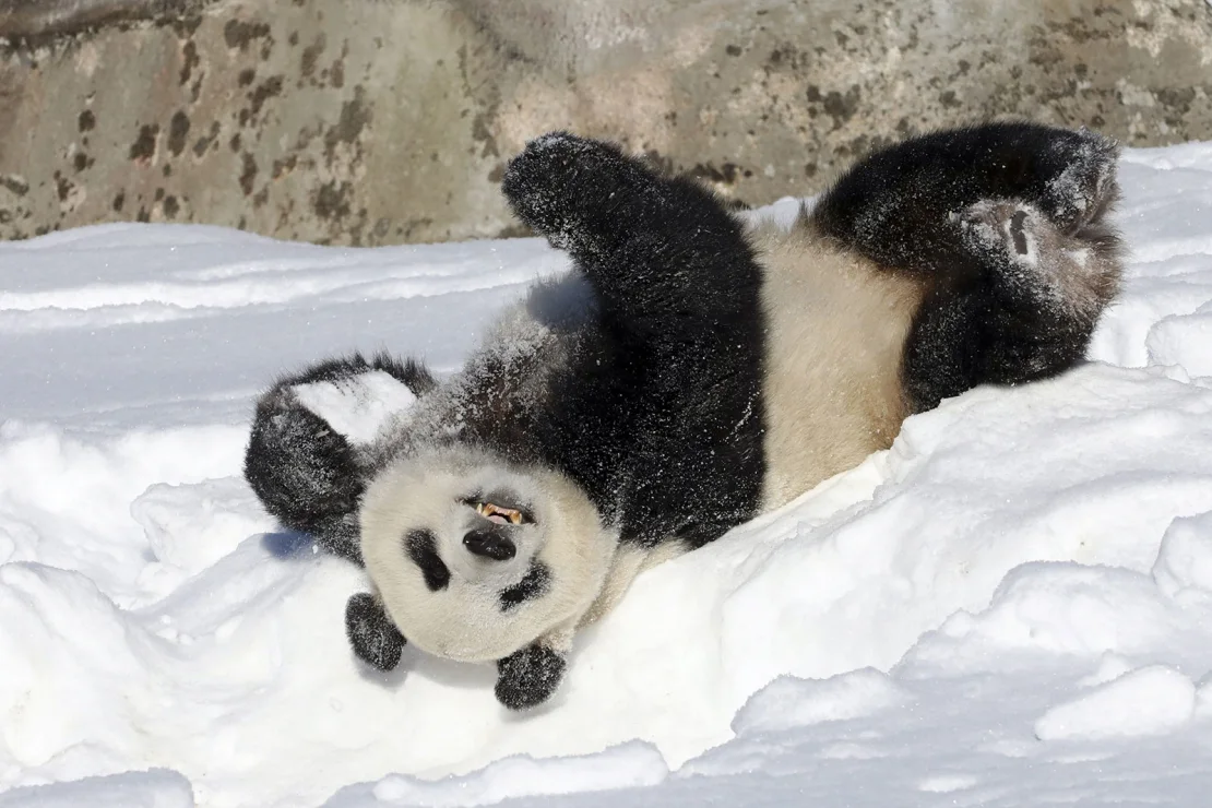 Kebun binatang akan mengirim panda raksasa kembali ke Tiongkok